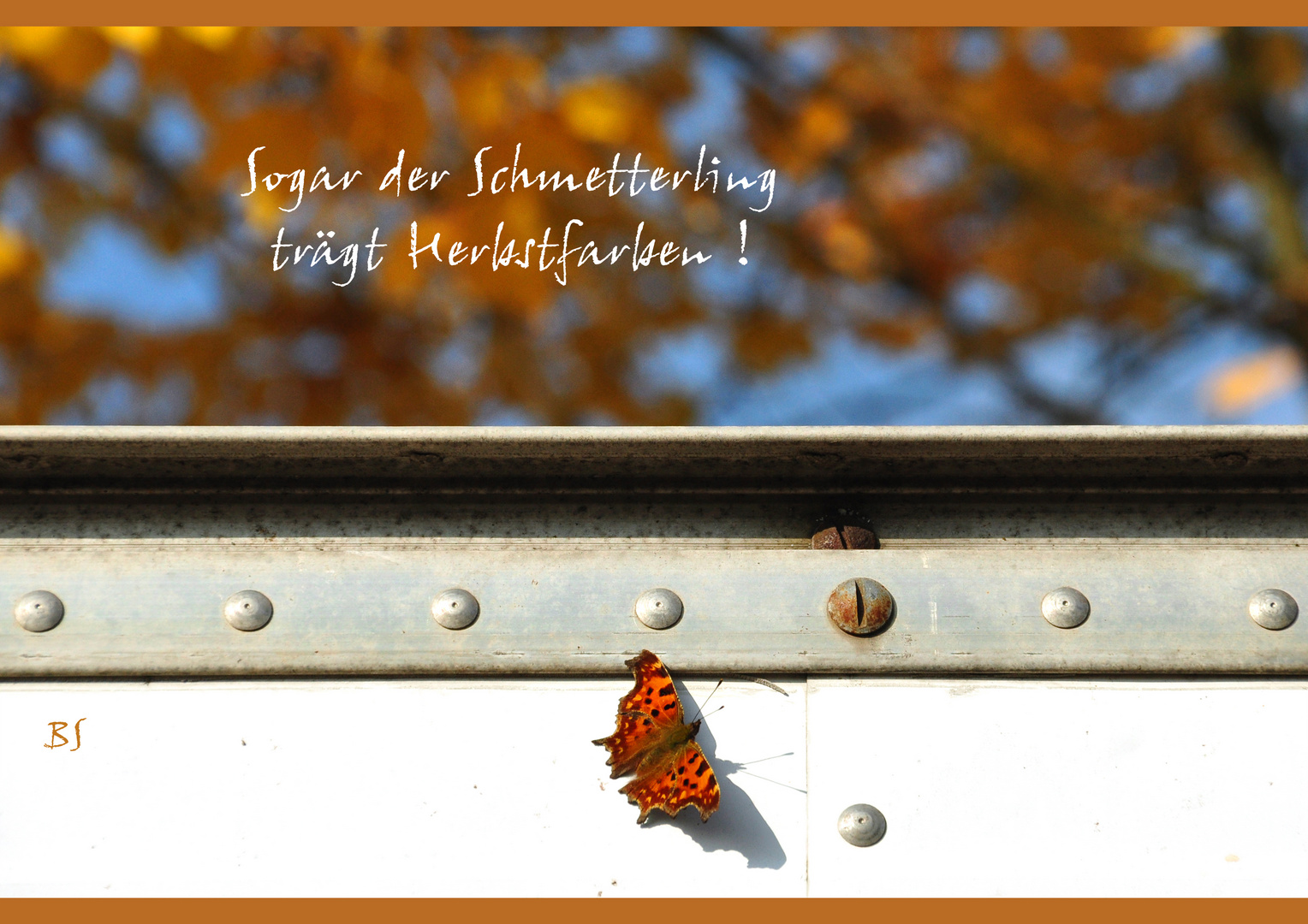 Sogar der Schmetterling trägt Herbstfarben