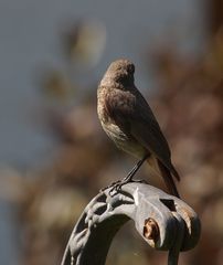 sogar der Vogel kann nicht mehr hin sehen bei dem was auf dieser Welt so abgeht