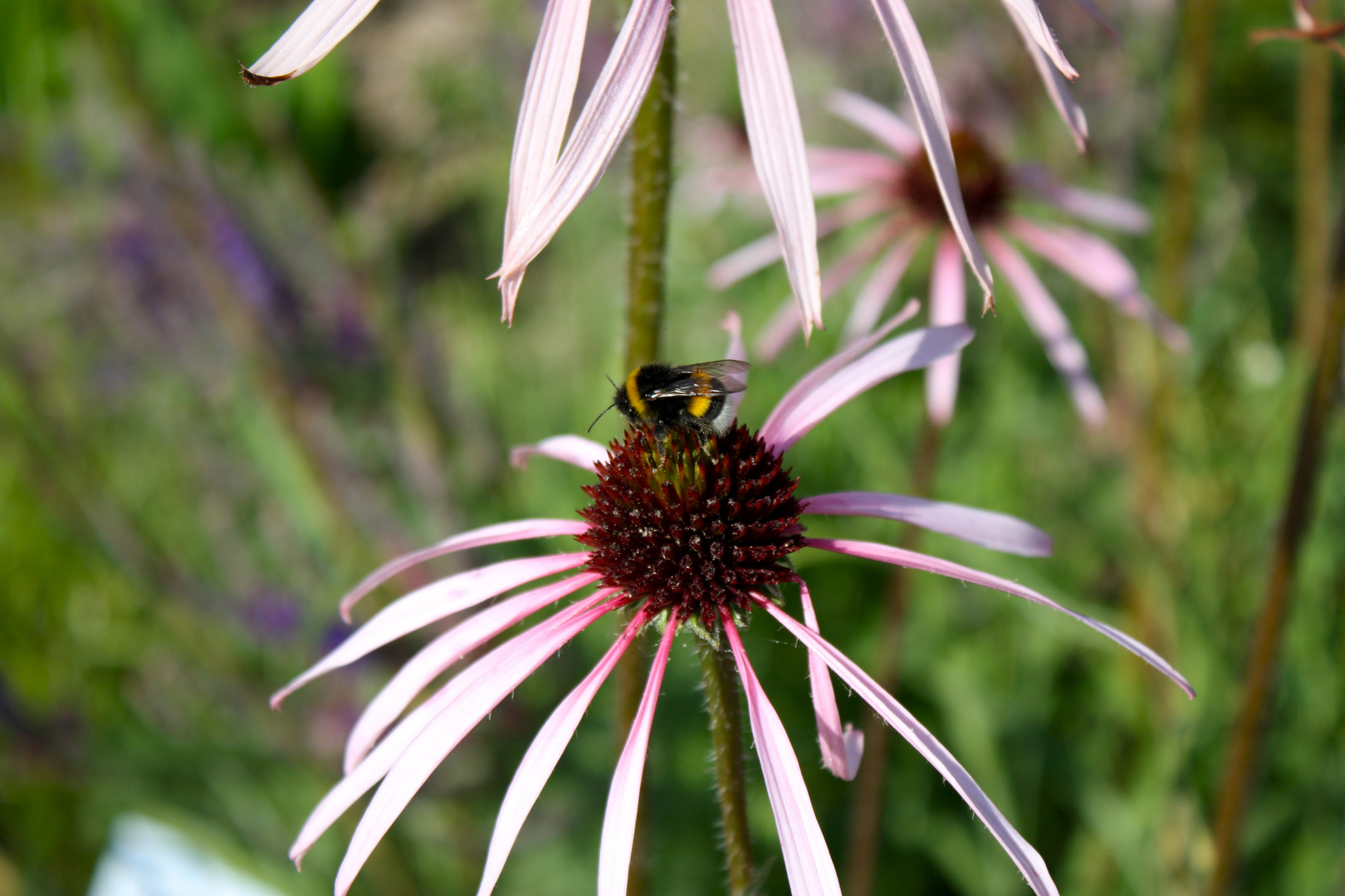 sogar die Blume hat Angst gestochen zu werden