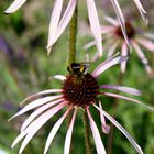 sogar die Blume hat Angst gestochen zu werden