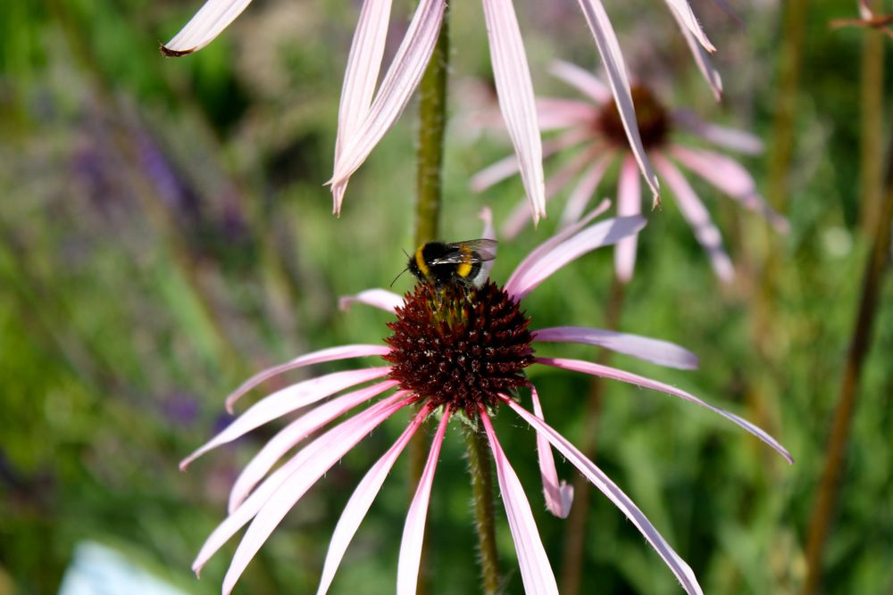 sogar die Blume hat Angst gestochen zu werden