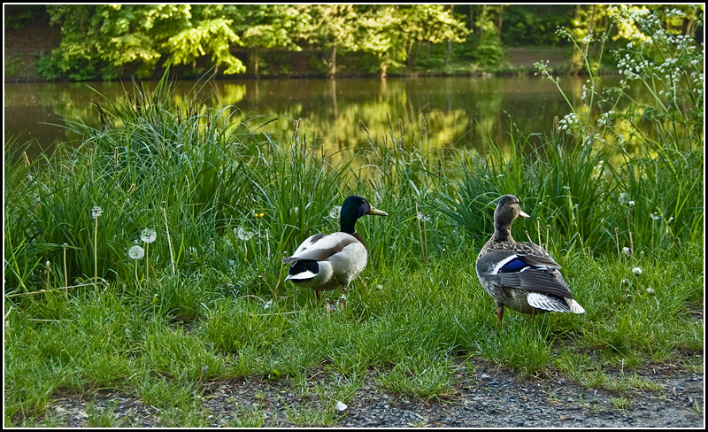 Sogar die Enten...