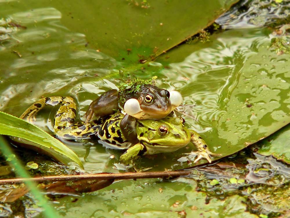 Sogar die Frösche Quaken da! Froschpärchen im Selegermoor