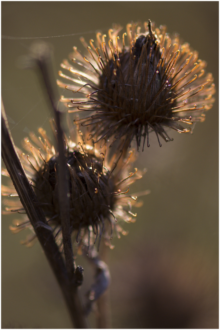 sogar die olle distel