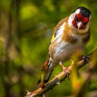 "Sogar die Vögel schauen einen Schräge an, wenn man sie fotografieren möchte"