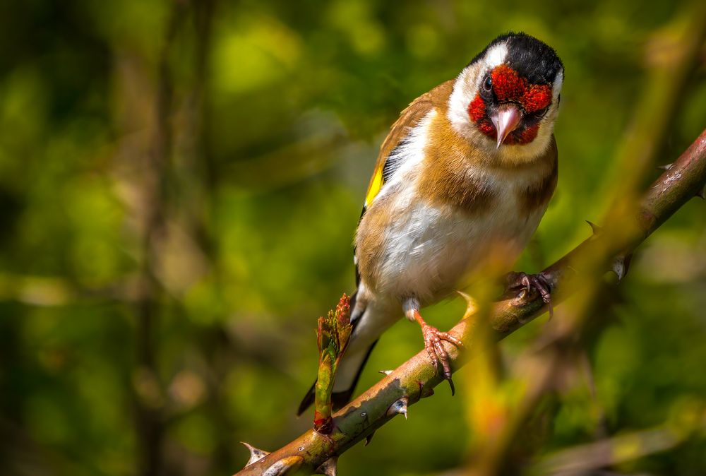 "Sogar die Vögel schauen einen Schräge an, wenn man sie fotografieren möchte"