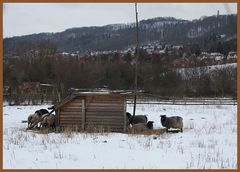 Sogar die Wollschafe drängen zum Stall