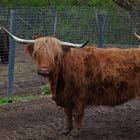 sogar eine ganze Gruppe der Hochlandrinder sind auf dem Gnadenhof...