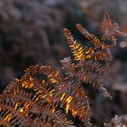 Sogar mitten im Wald