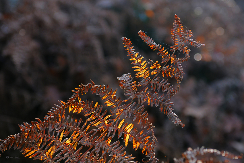 Sogar mitten im Wald