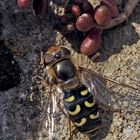 Sogar Schwebfliegen, hier eine Scaeva selenitica, interessieren sich für Mauerpfeffer..*