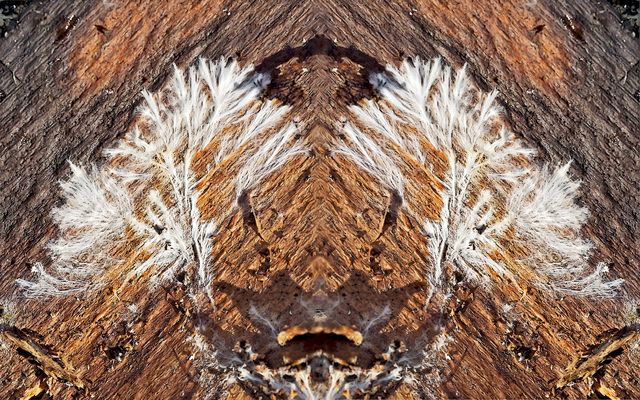 Sogar totes Holz lebt!  -  Même le bois mort vit!