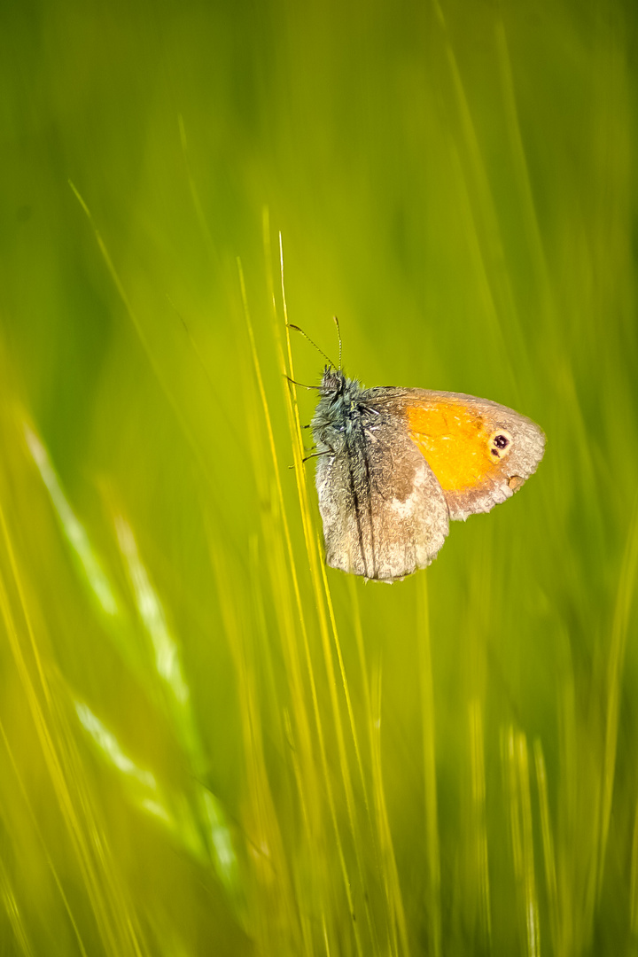 Sogar wenn er verfolgt wird, ist der Schmetterling niemals in Eile