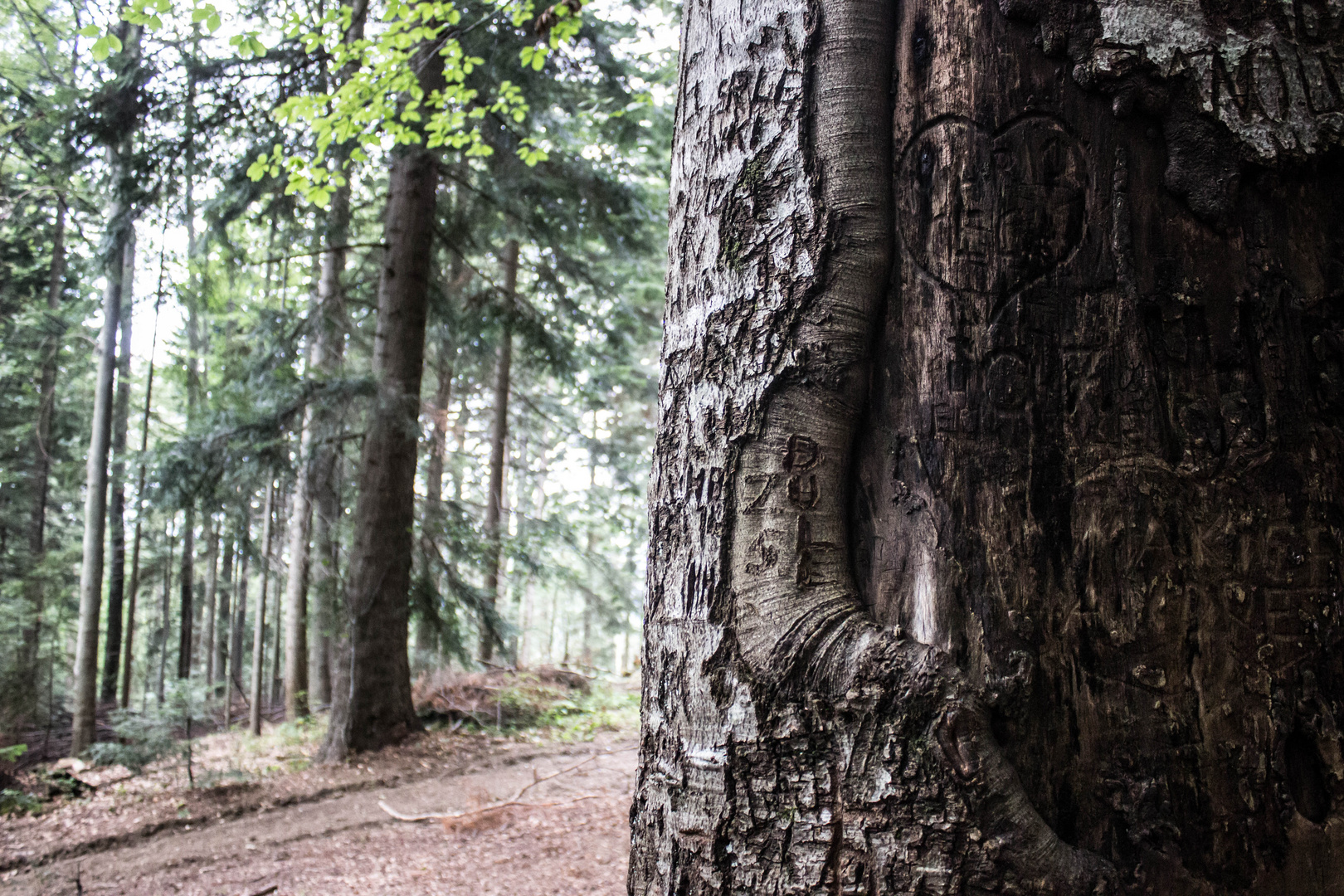 Sogenannter Baum der Liebe.."