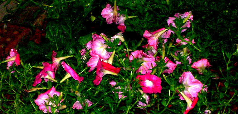 soggy flowers at night, after a heavy rain