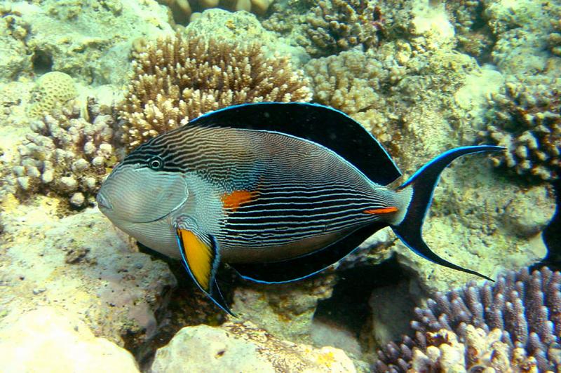 Sohaldoktorfisch ( Acanthurus Sohal)