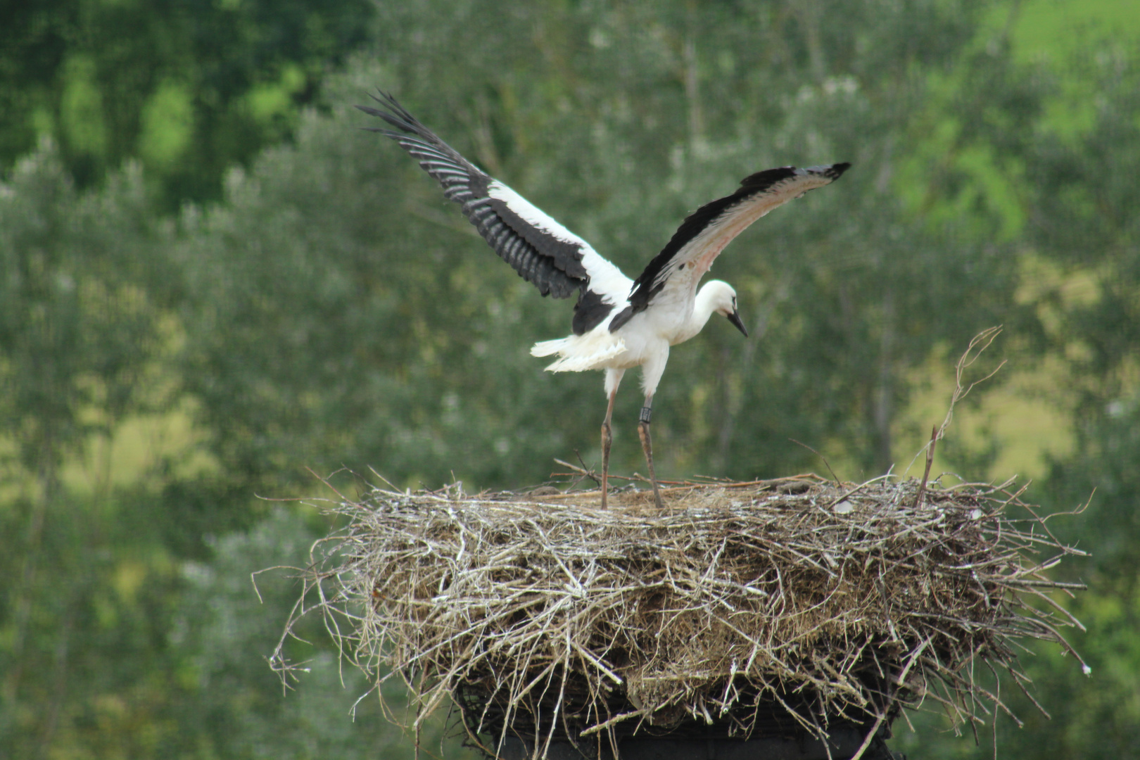 Sohn von Herrn Adebar beim Flugversuch