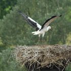 Sohn von Herrn Adebar beim Flugversuch