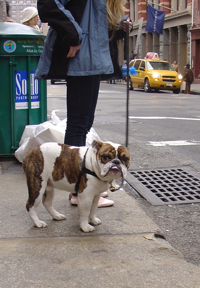 SoHo Dog