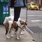 SoHo Dog