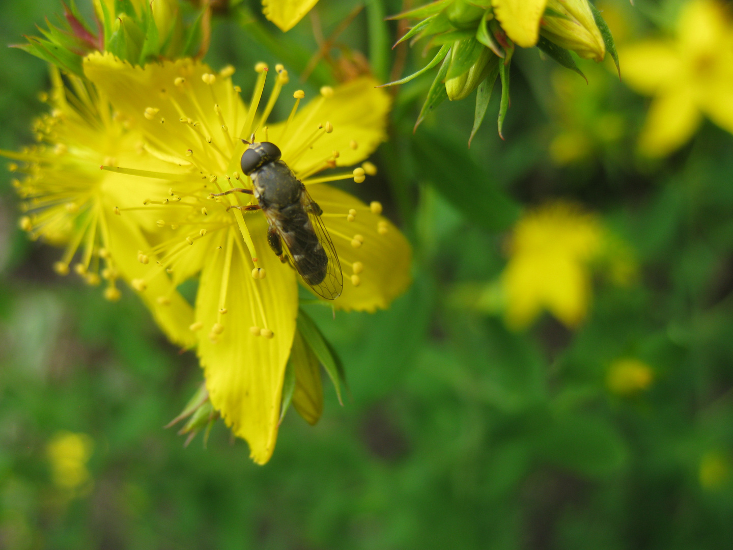 soif de pollen couleur soleil