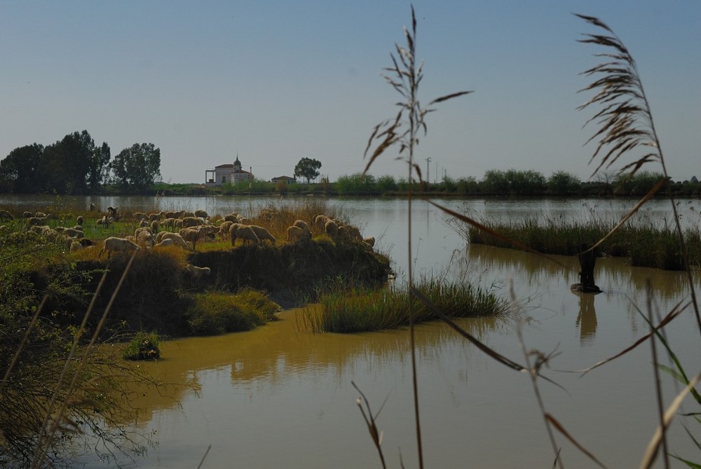 Soif sur le Guadalquivir