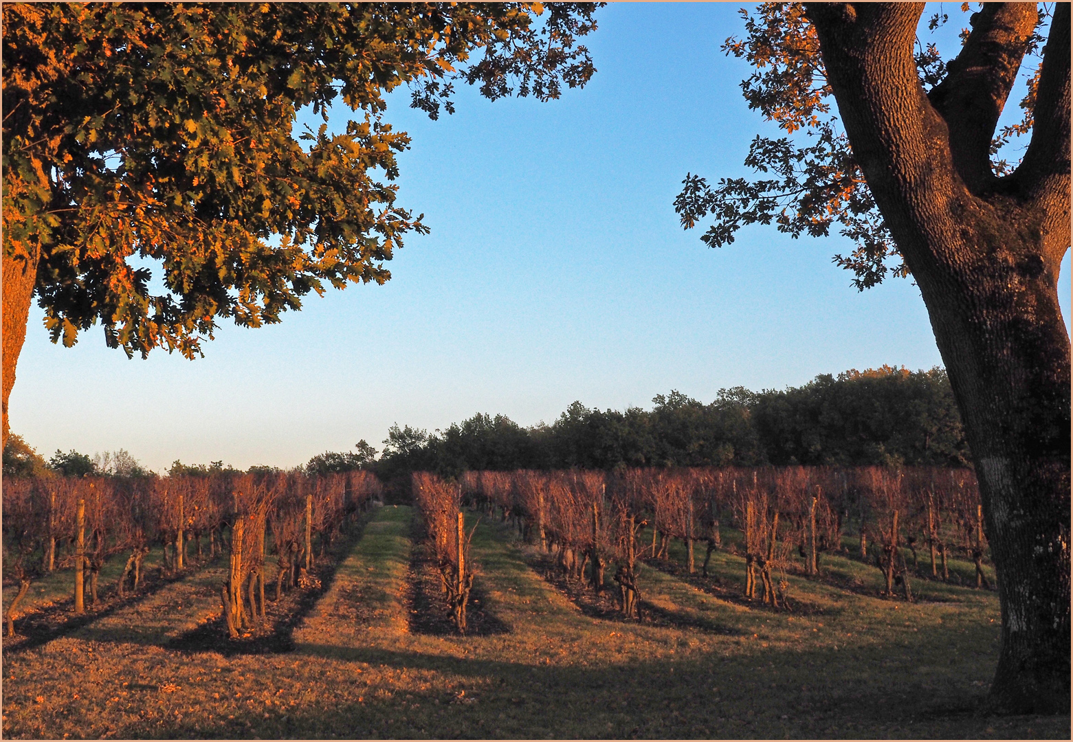 Soir d’automne sur les vignes du Château de Mons  --  Caussens