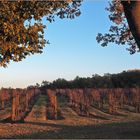 Soir d’automne sur les vignes du Château de Mons  --  Caussens