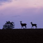 Soir de brâme