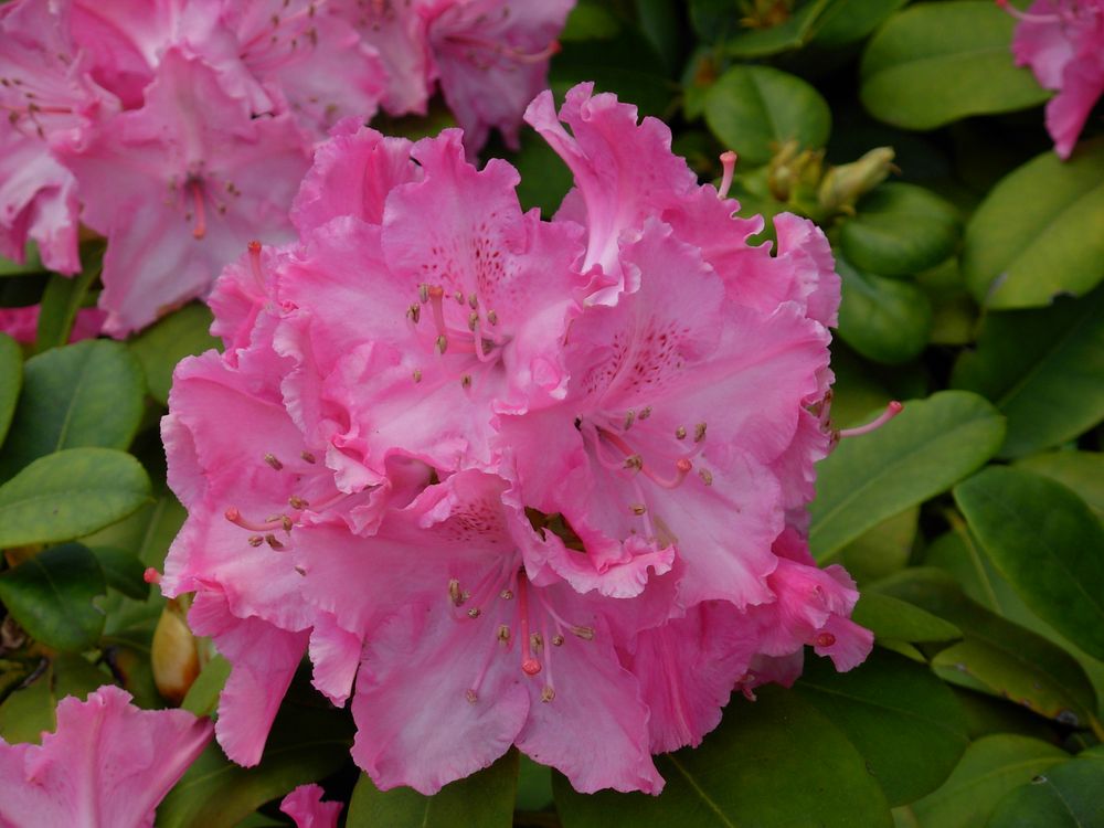 soir d'été rhodendendrons