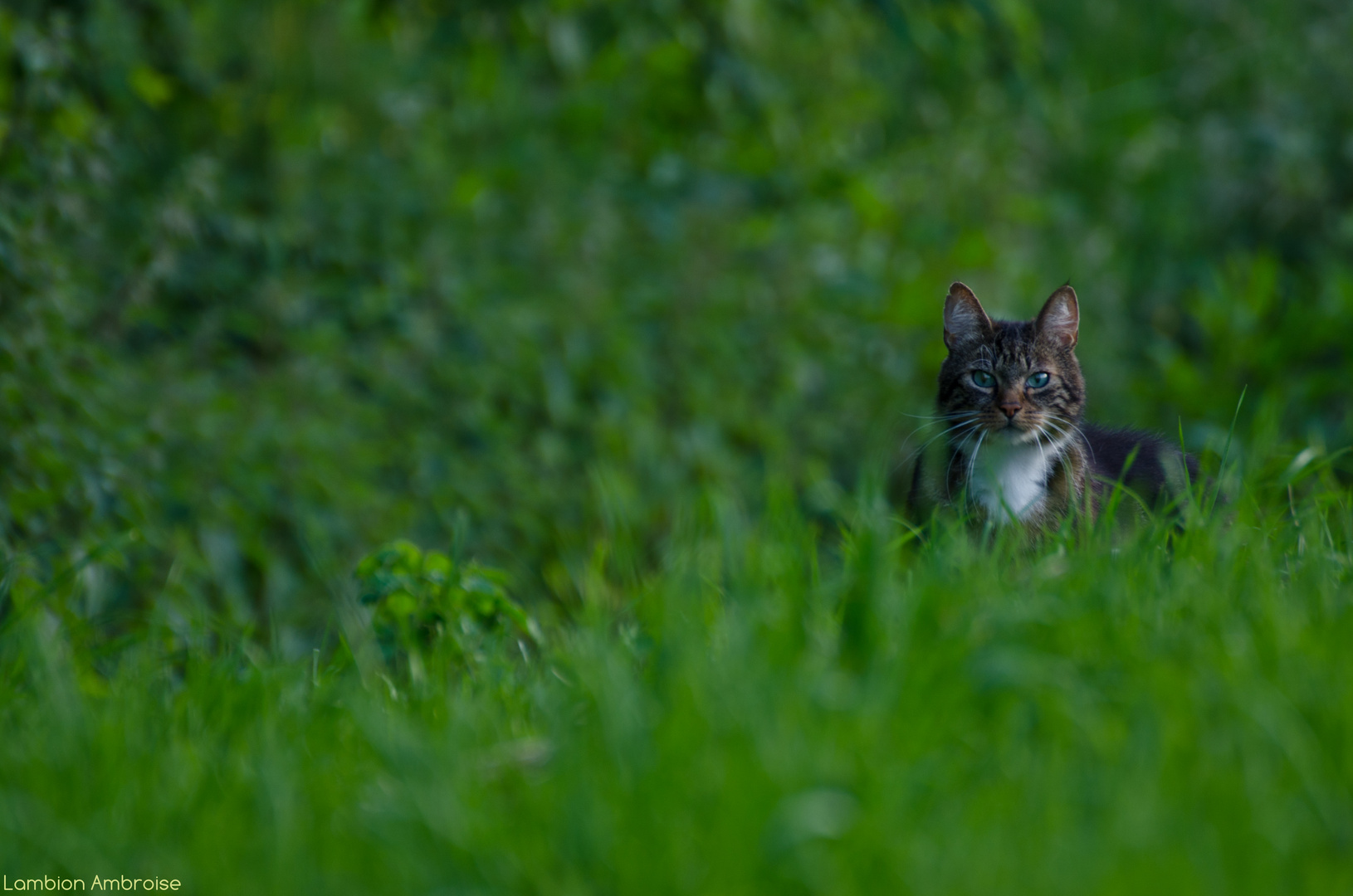 Soirée chasse