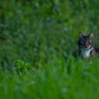 Soirée chasse