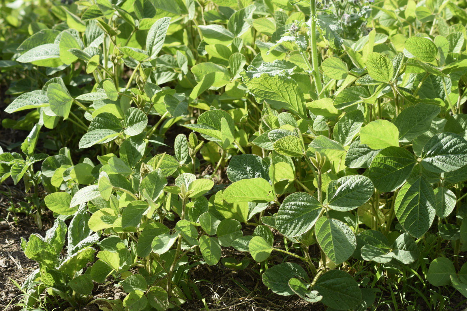 Soja- Anbau im Garten