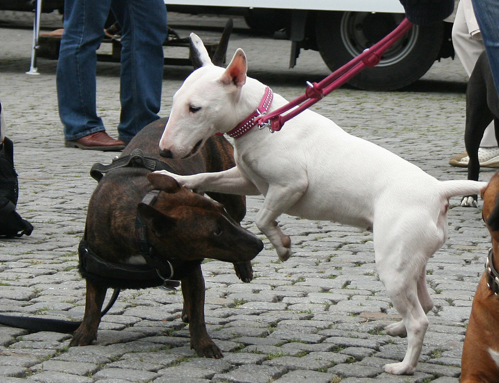 SokaRun 2009, die zweite