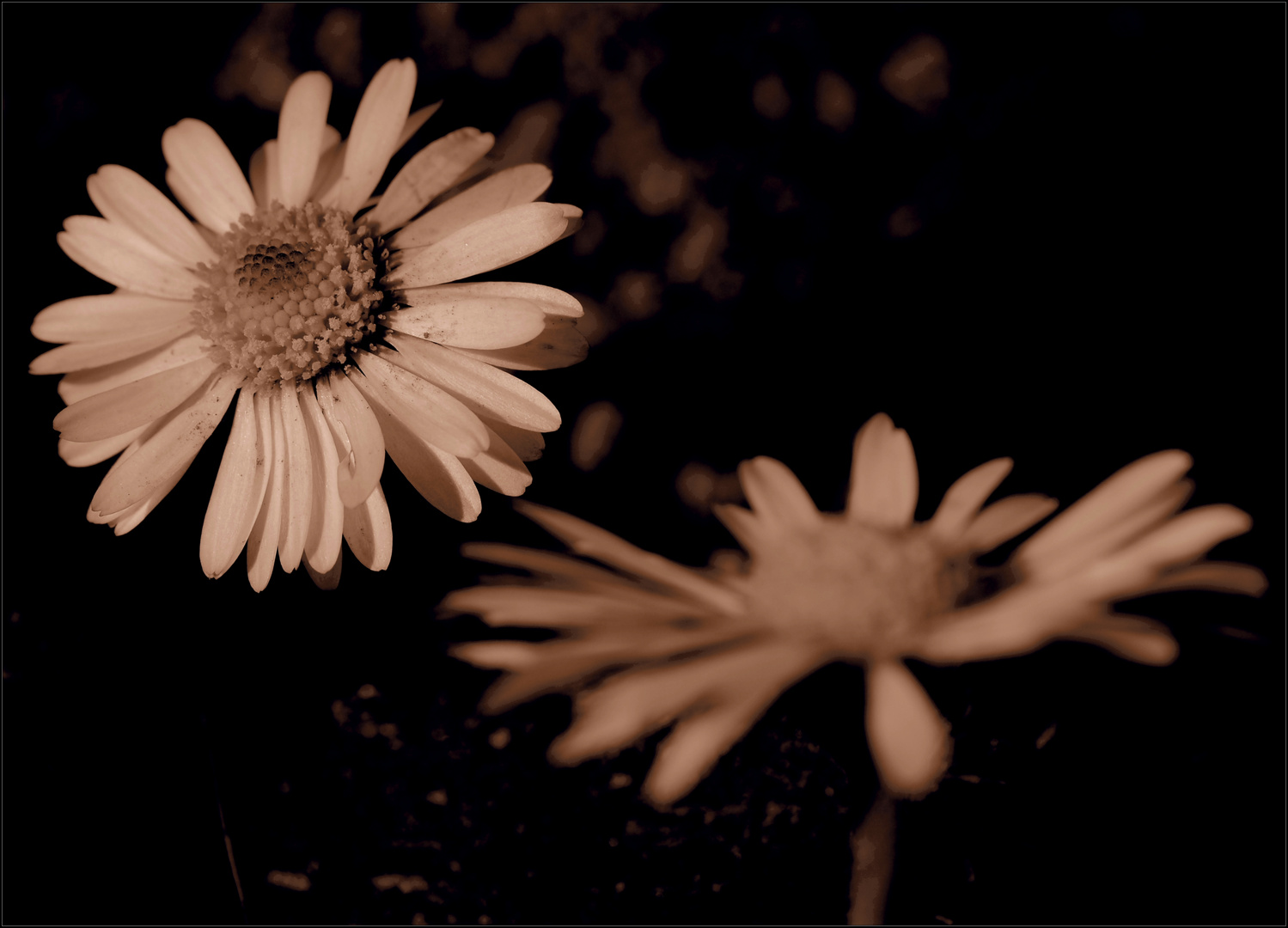 Soko Gänseblume