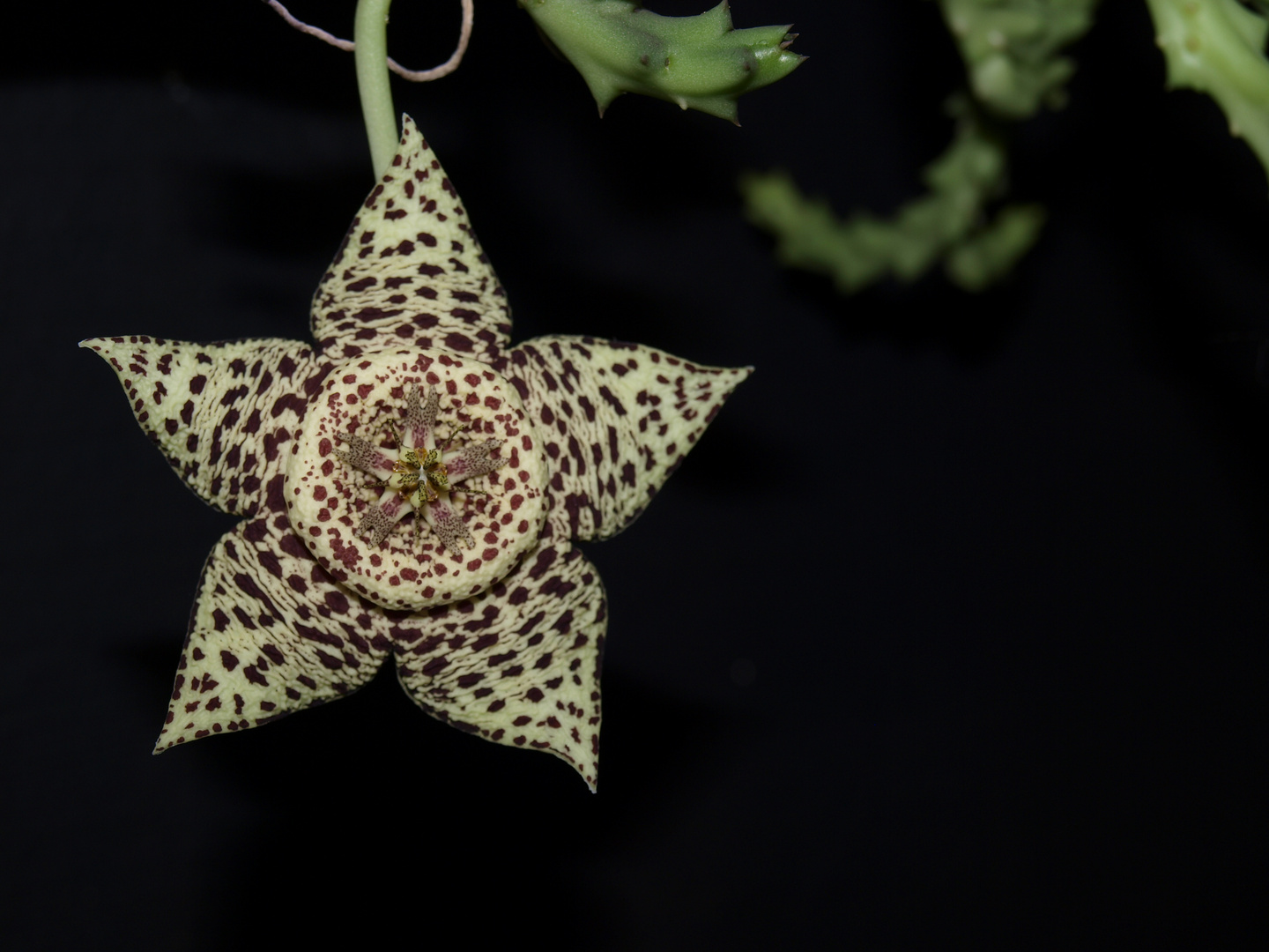 Sokulente Stapelia variegata