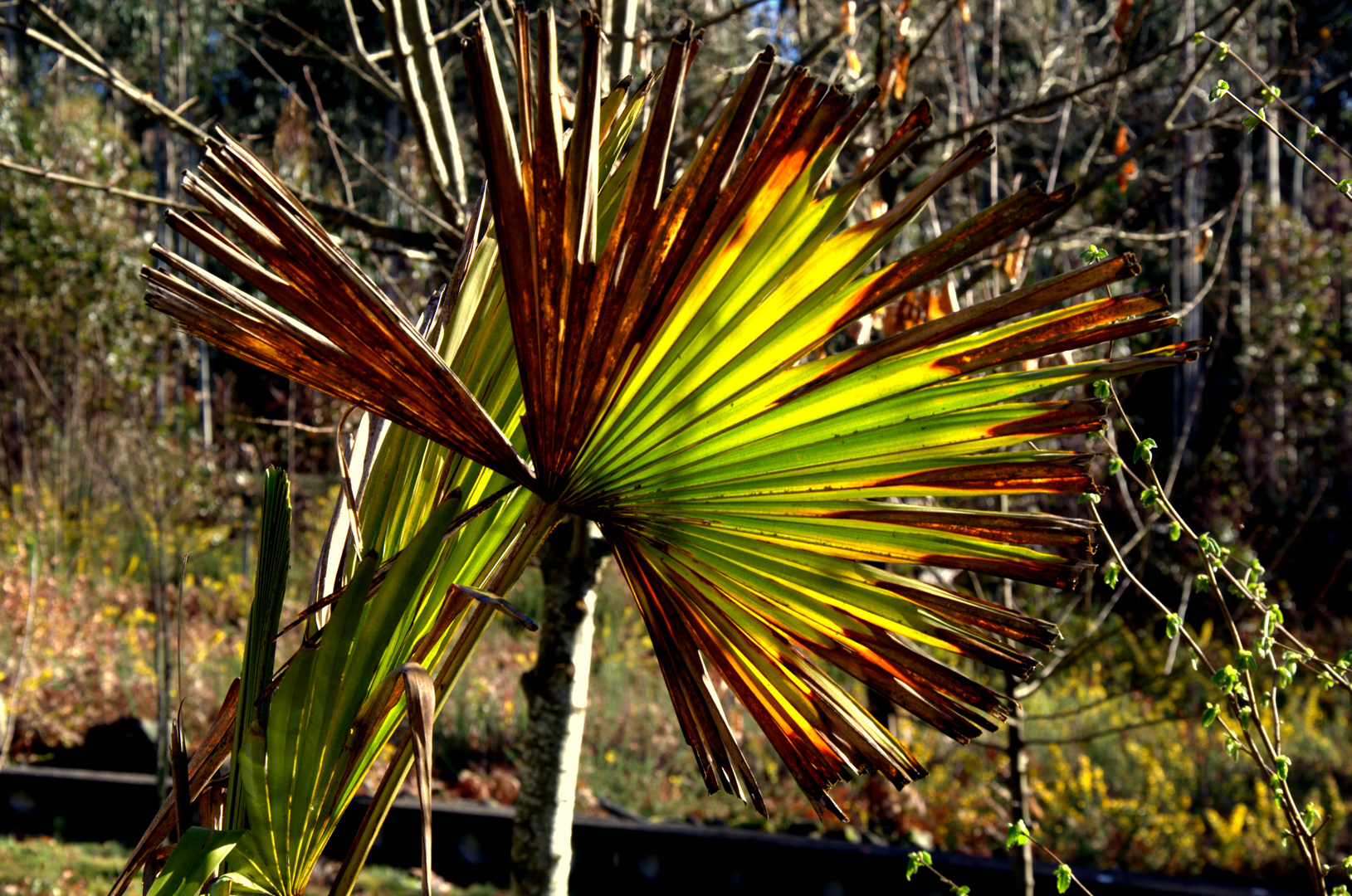 sol de invierno