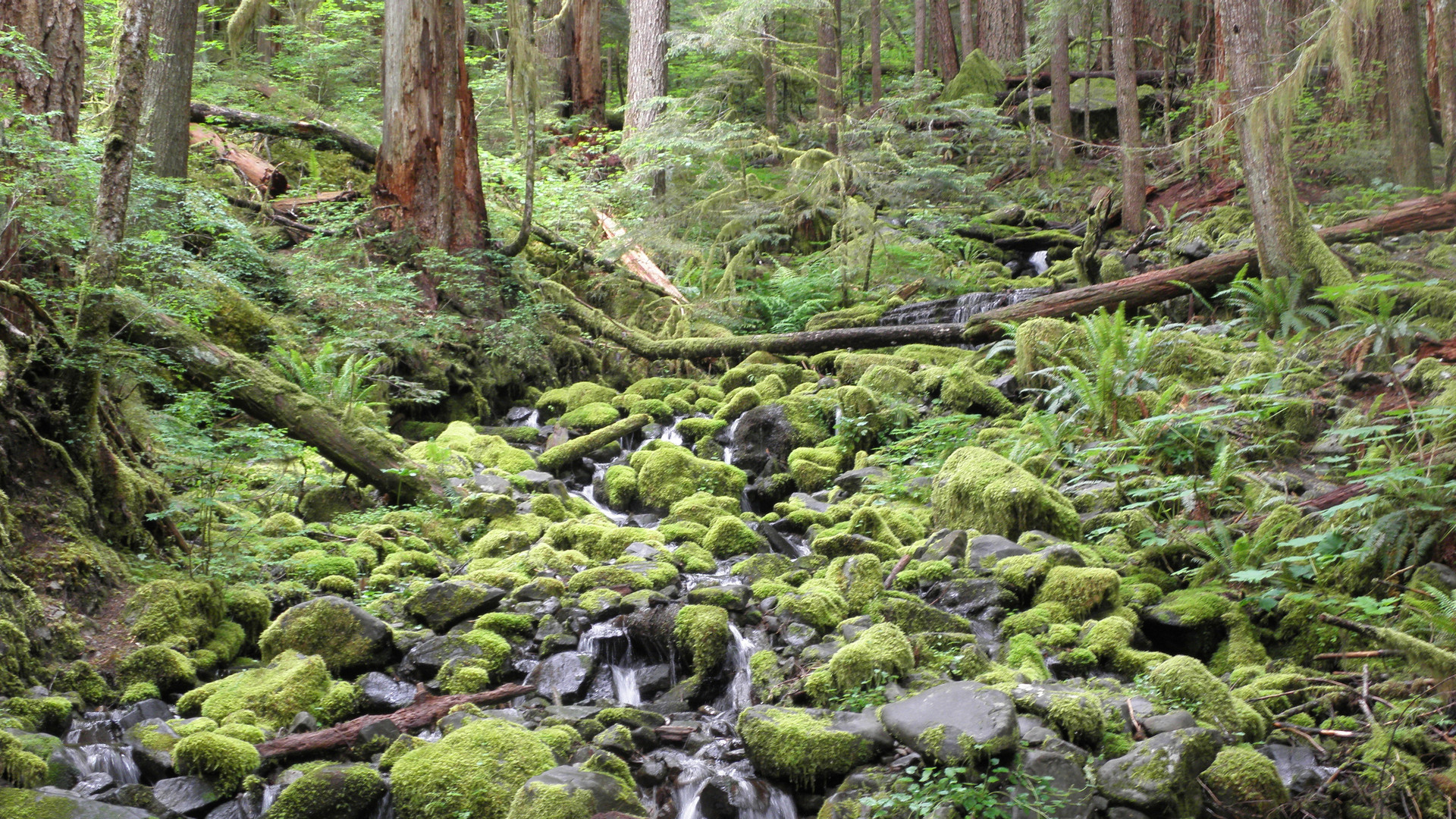 Sol Duc Falls, Olympic National Park