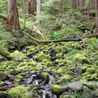 Sol Duc Falls, Olympic National Park