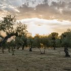 Sol entre olivos