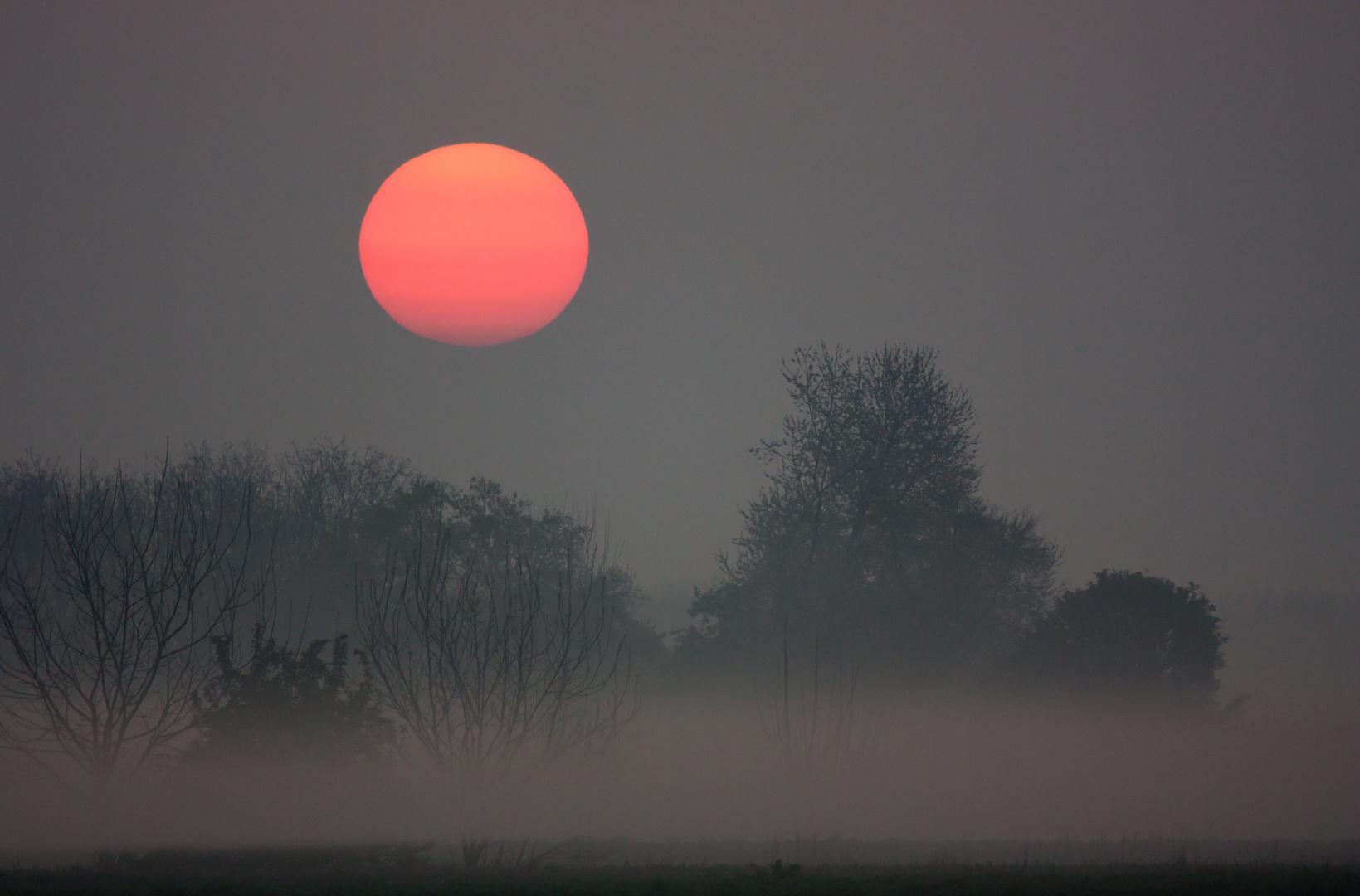 sol levante