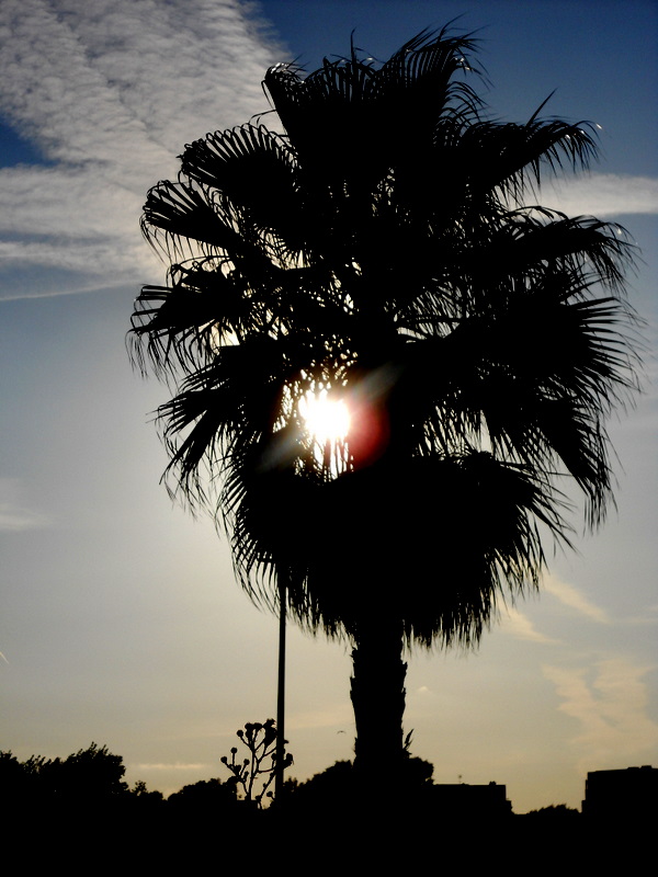 sol y palmera