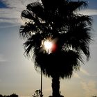 sol y palmera