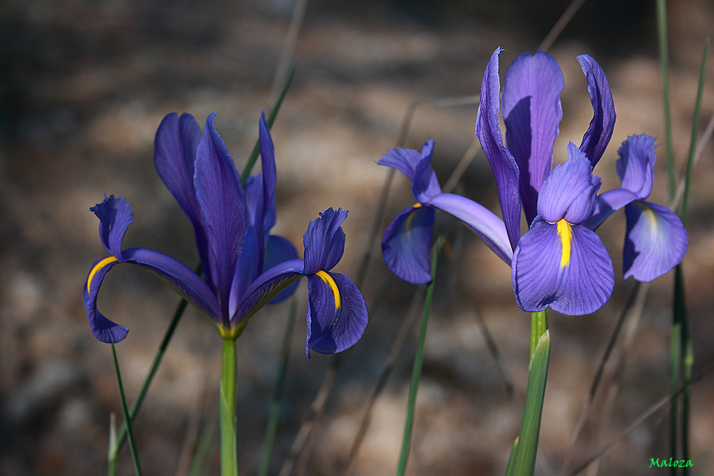 Sol y sombra (Iris xiphium)