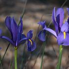 Sol y sombra (Iris xiphium)