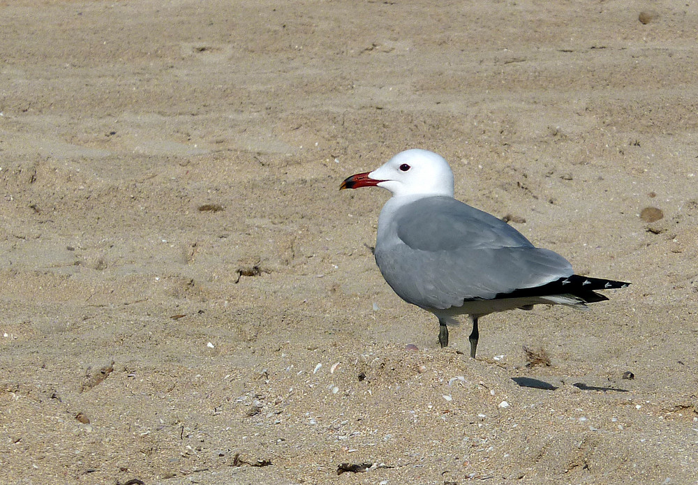 Sola en la playa