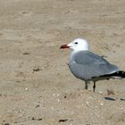 Sola en la playa