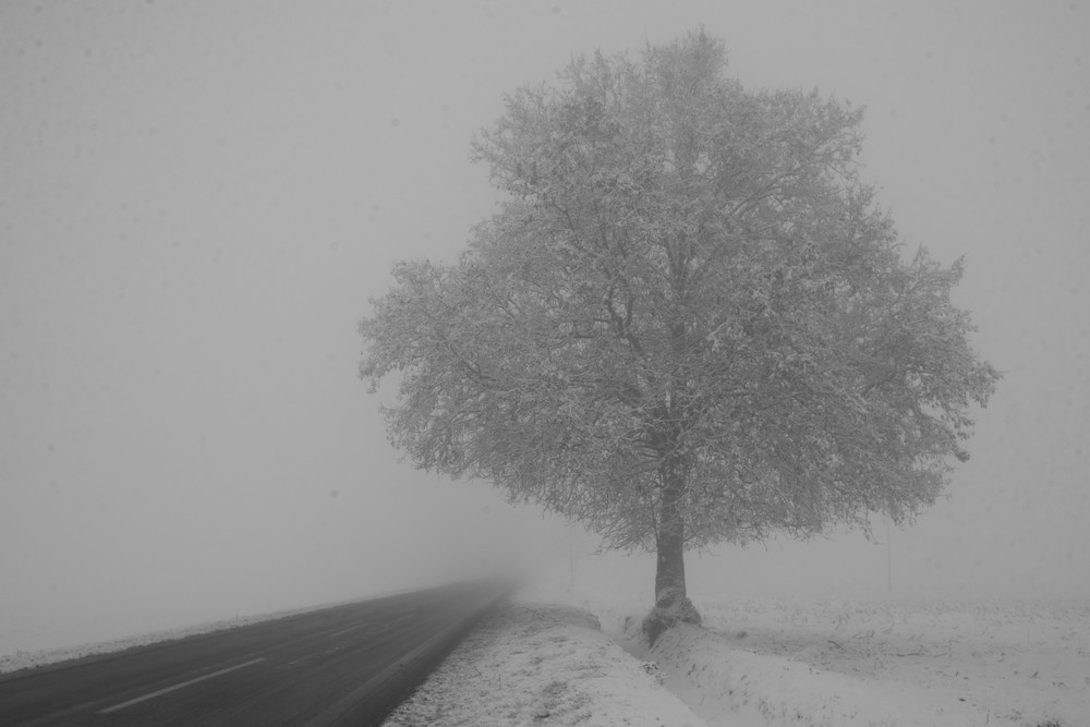 SOLA NELLA NEBBIA NELLA NEVE..SECOLARE SCULTURA