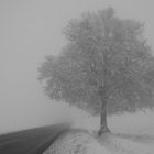 SOLA NELLA NEBBIA NELLA NEVE..SECOLARE SCULTURA