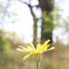 Sola soletta me ne stavo in mezzo al campo